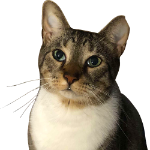 Tappy